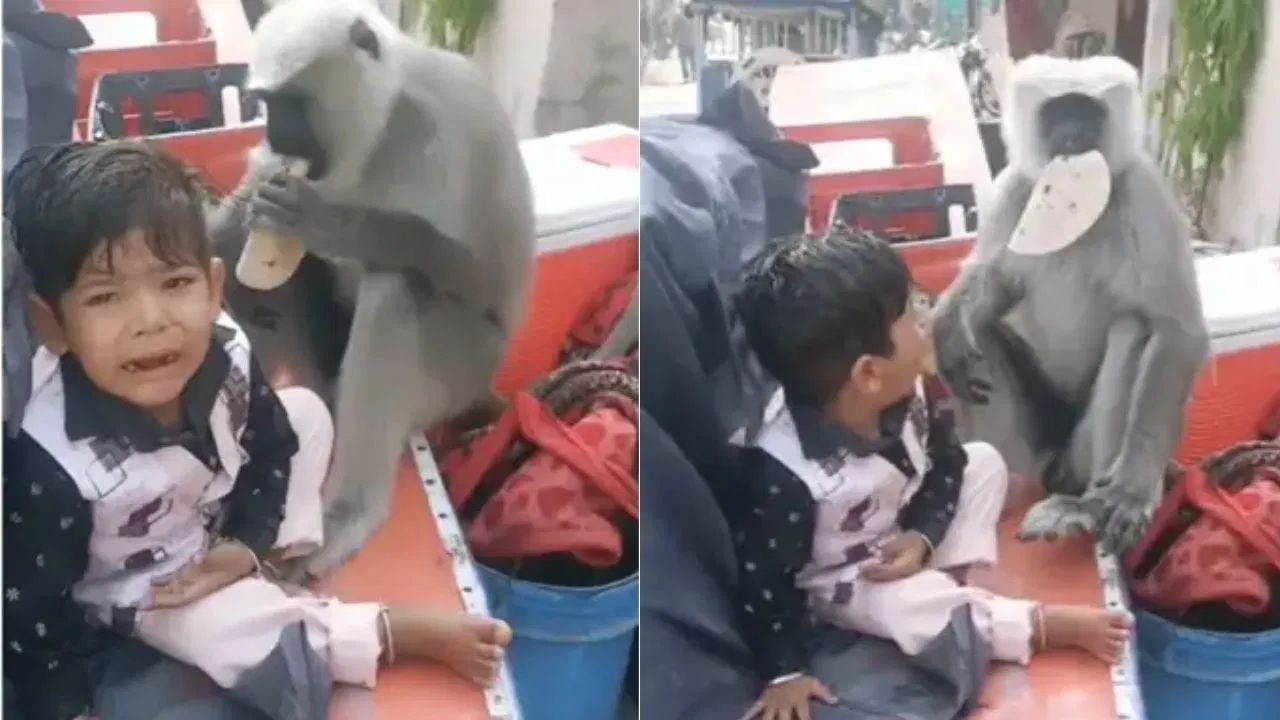 Viral Video : ਬੱਚੇ ਤੋਂ ਲੰਗੂਰ ਨੇ ਖੋਹੀ ਰੋਟੀ,  ਰੋਂਦਾ ਰਿਹਾ ਬੱਚਾ ਅਤੇ ਪਿਤਾ ਬਣਾਉਂਦਾ ਰਿਹਾ ਵੀਡੀਓ