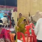 Viral Video: ਪਰਦਾ ਪਾੜ ਪੰਡਾਲ ਵਿੱਚ ਵੜ ਸਾਨ੍ਹ ਨੇ ਮਚਾਈ ਤਬਾਹੀ, ਨੱਚ ਰਹੇ ਲੋਕਾਂ ਨੂੰ ਦਿੱਤੀ’ਡਰ ਦੀ ਡੋਜ਼’ Viral Video: ਪਰਦਾ ਪਾੜ ਪੰਡਾਲ ਵਿੱਚ ਵੜ ਸਾਨ੍ਹ ਨੇ ਮਚਾਈ ਤਬਾਹੀ, ਨੱਚ ਰਹੇ ਲੋਕਾਂ ਨੂੰ ਦਿੱਤੀ’ਡਰ ਦੀ ਡੋਜ਼’