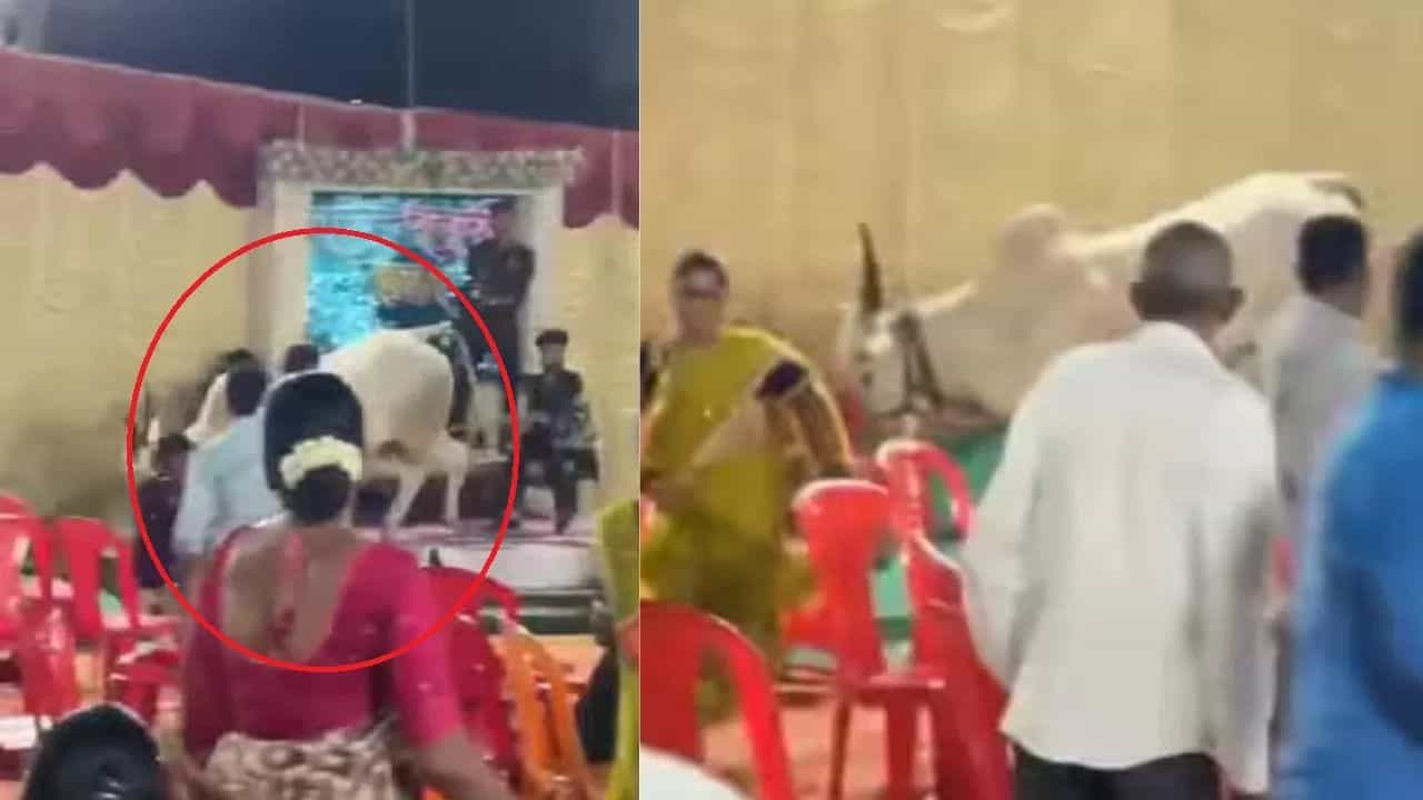 Viral Video: ਪਰਦਾ ਪਾੜ ਪੰਡਾਲ ਵਿੱਚ ਵੜ ਸਾਨ੍ਹ ਨੇ ਮਚਾਈ ਤਬਾਹੀ, ਨੱਚ ਰਹੇ ਲੋਕਾਂ ਨੂੰ  ਦਿੱਤੀ ਡਰ ਦੀ ਡੋਜ਼