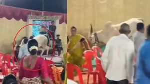 Viral Video: ਪਰਦਾ ਪਾੜ ਪੰਡਾਲ ਵਿੱਚ ਵੜ ਸਾਨ੍ਹ ਨੇ ਮਚਾਈ ਤਬਾਹੀ
