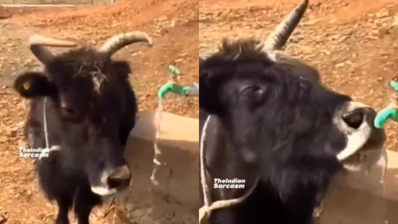 Viral: ਟੂਟੀ ਖੋਲ੍ਹ ਕੇ ਪਾਣੀ ਪੀਂਦਾ ਦਿਖਿਆ ਵੱਛਾ, ਦੇਖ ਲੋਕਾਂ ਨੇ ਲਏ ਮਜ਼ੇ, ਬੋਲੇ- ਜਲ ਵਿਭਾਗ ਚ ਮਿਲਣੀ ਚਾਹੀਦੀ ਹੈ ਨੌਕਰੀ