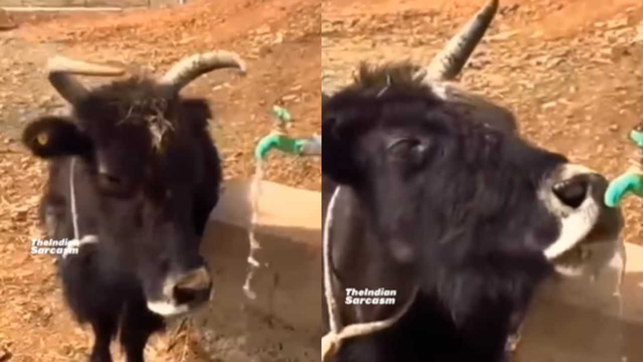 Viral: ਟੂਟੀ ਖੋਲ੍ਹ ਕੇ ਪਾਣੀ ਪੀਂਦਾ ਦਿਖਿਆ ਵੱਛਾ, ਦੇਖ ਲੋਕਾਂ ਨੇ ਲਏ ਮਜ਼ੇ, ਬੋਲੇ- ਜਲ ਵਿਭਾਗ ਚ ਮਿਲਣੀ ਚਾਹੀਦੀ ਹੈ ਨੌਕਰੀ