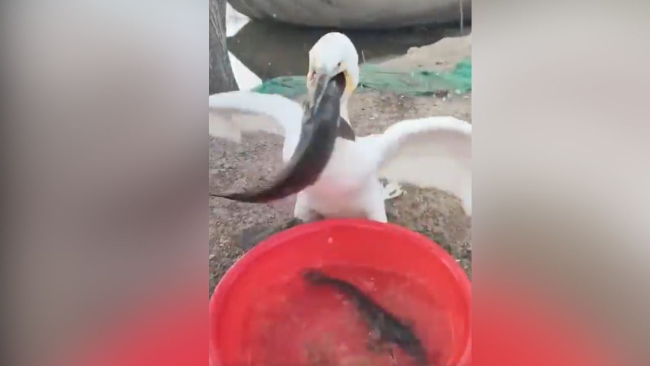 duck