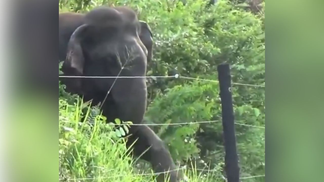 elephant checking fencing