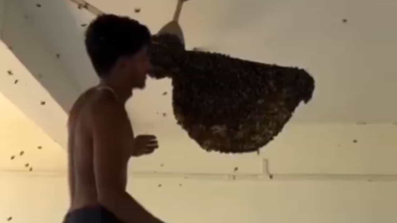 OMG: ਮਧੂ ਮੱਖੀਆਂ ਦੇ ਛੱਤੇ ਨੂੰ ਸ਼ਖਸ ਨੇ ਇੰਝ ਪਾਇਆ ਹੱਥ, ਦੇਖ ਕੇ ਉੱਡ ਜਾਣਗੇ ਹੋਸ਼