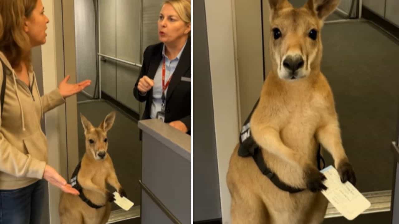 Viral Video: ਹਵਾਈ ਅੱਡੇ ਤੇ ਬੋਰਡਿੰਗ ਪਾਸ ਲਈ ਖੜ੍ਹਾ ਦਿਖਿਆ ਕੰਗਾਰੂ!Cuteness ਤੇ ਫਿਦਾ ਹੋਈ ਜਨਤਾ