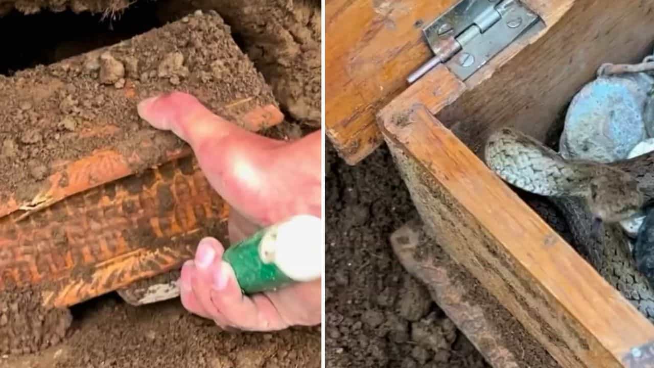 OMG: ਜ਼ਮੀਨ ਚ ਦੱਬੇ ਇੱਕ ਪੁਰਾਣੇ ਖਜ਼ਾਨੇ ਦੀ ਰਾਖੀ ਕਰਦਾ ਮਿਲਿਆ ਸੱਪ! ਦੇਖ ਕੇ ਹੈਰਾਨ ਰਹਿ ਗਏ ਲੋਕ