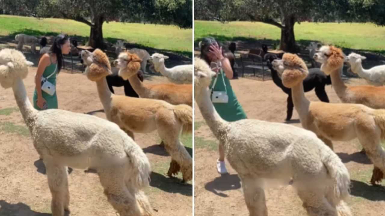 Viral Video: ਲਾਮਾ ਨੂੰ KISS ਕਰਨ ਦੀ ਕੋਸ਼ਿਸ਼ ਕਰ ਰਹੀ ਸੀ ਕੁੜੀ ਪਰ ਹੋਇਆ ਕੁਝ ਅਜਿਹਾ ਜਿਸ ਨੂੰ ਦੇਖ ਕੇ ਰਹਿ ਜਾਓਗੇ ਦੰਗ