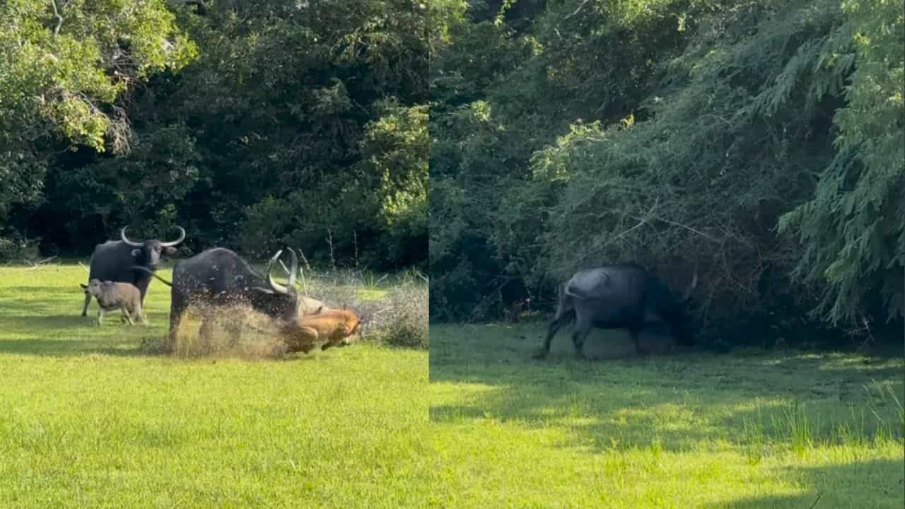 OMG: ਜੰਗਲ ਦੇ ਬੇਰਹਿਮ ਸ਼ਿਕਾਰੀ ਨੇ ਮੱਝ ਦੇ ਵੱਛੇ ਨੂੰ ਬਣਾਇਆ ਸ਼ਿਕਾਰ, ਮਾਂ ਸਾਹਮਣੇ ਤੜਫਦਾ ਰਿਹਾ ਮਾਸੂਮ