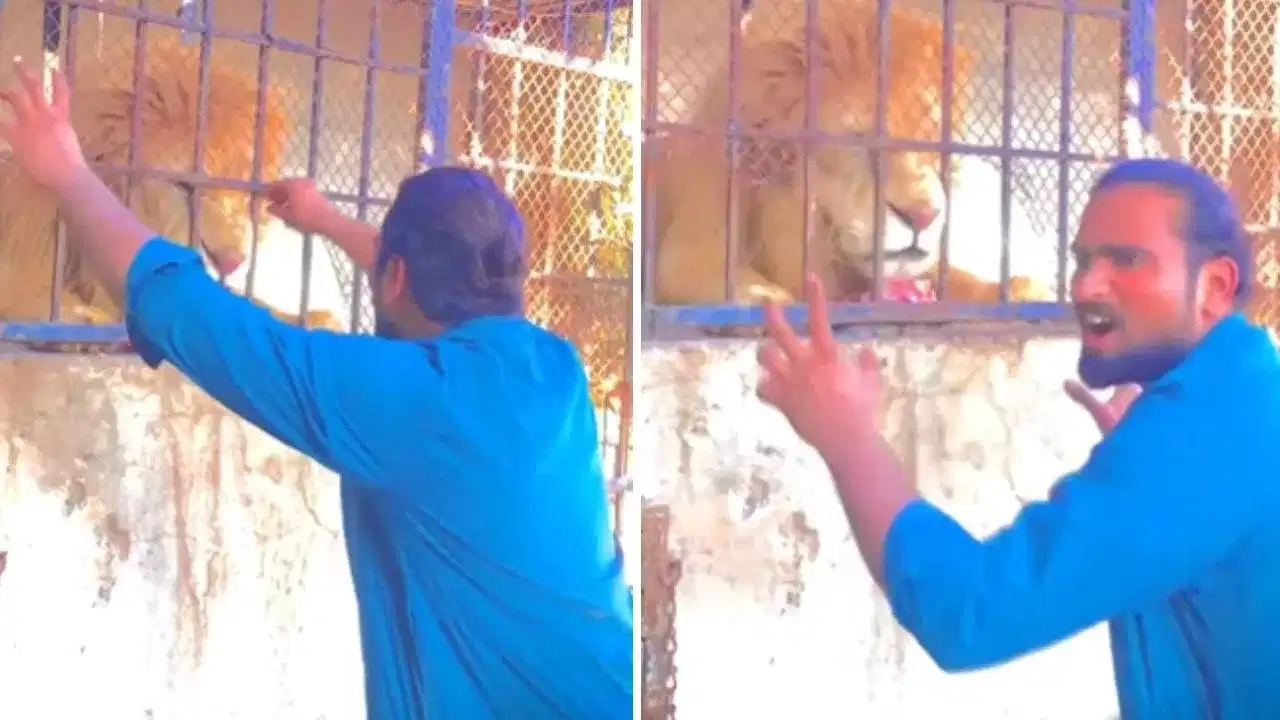 Viral Video: ਪਿੰਜਰੇ ਵਿੱਚ ਬੰਦ ਸ਼ੇਰ ਨੂੰ ਉਕਸਾਉਣ ਦਾ ਦੇਖੋ ਕੀ ਹੋਇਆ ਅੰਜਾਮ, ਰੌਂਗਟੇ ਖੜ੍ਹੇ ਕਰ ਦੇਵੇਗੀ ਵੀਡੀਓ