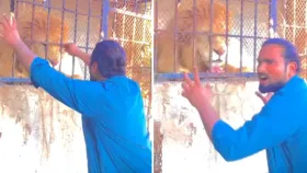 Viral Video: ਪਿੰਜਰੇ ਵਿੱਚ ਬੰਦ ਸ਼ੇਰ ਨੂੰ ਉਕਸਾਉਣ ਦਾ ਦੇਖੋ ਕੀ ਹੋਇਆ ਅੰਜਾਮ, ਰੌਂਗਟੇ ਖੜ੍ਹੇ ਕਰ ਦੇਵੇਗੀ ਵੀਡੀਓ...