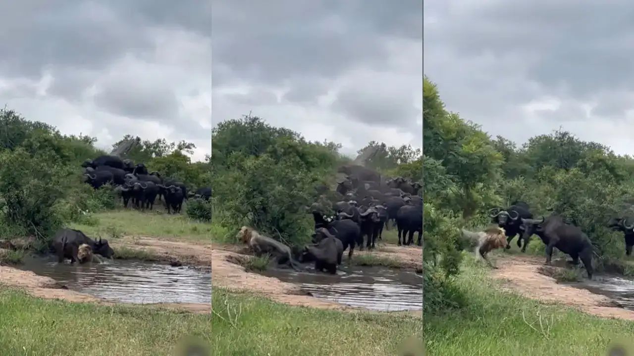 lion-shocking-video-