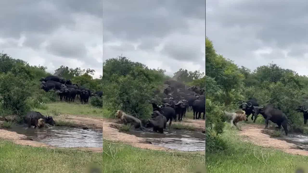 Viral: ਮੱਝ ਤੇ ਹਮਲਾ ਕਰ ਮੁਸੀਬਤ ਚ ਪੈ ਗਿਆ ਸ਼ੇਰ, ਹੋਈ ਅਜਿਹੀ ਹਾਲਤ ਕਿ ਭੱਜਣ ਲਈ ਹੋਇਆ ਮਜ਼ਬੂਰ