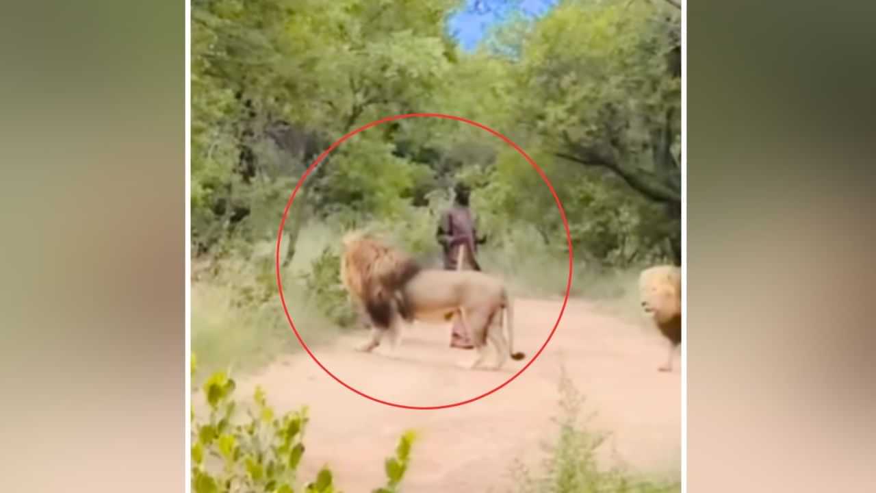 Viral Video: ਸ਼ਖਸ ਤੋਂ ਡਰ ਕੇ ਭੱਜਦੇ ਨਜ਼ਰ ਆਏ ਸ਼ੇਰ, ਨਜ਼ਾਰਾ ਦੇਖ ਦੰਗ ਰਹਿ ਗਏ ਲੋਕ