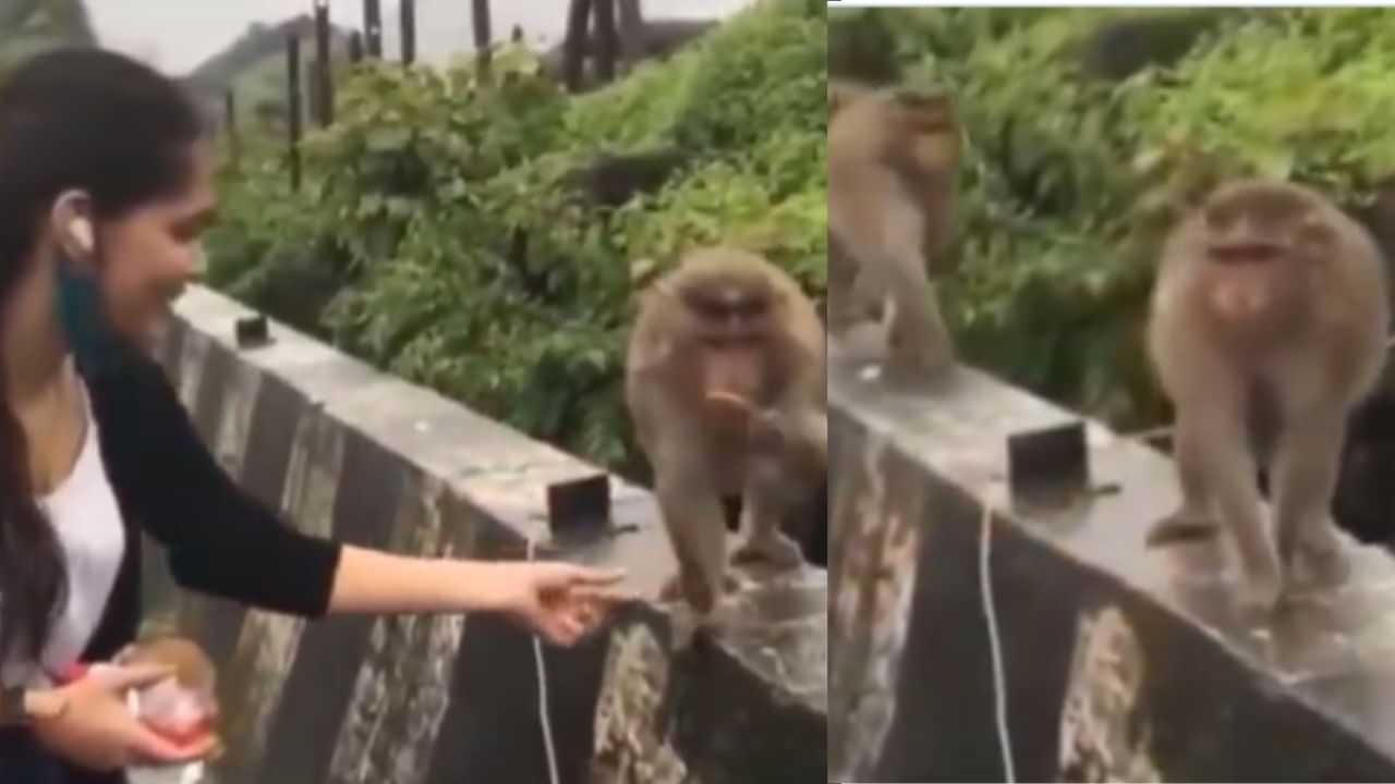 Viral Video: ਬਾਂਦਰਾਂ ਨੇ ਕੁੜੀ ਦੀ ਇਸ ਤਰ੍ਹਾਂ ਕੀਤੀ Insult, ਦੇਖ ਕੇ ਨਹੀਂ ਰੁਕੇਗਾ ਹਾਸਾ