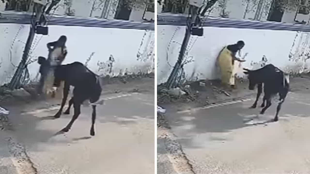 OMG: ਖ਼ਤਰੇ ਵਿੱਚ ਸੀ ਬੱਚਾ ਤਾਂ ਸਾਨ੍ਹ ਨਾਲ ਵੀ ਭਿੜ ਗਈ ਮਾਂ, ਢਾਲ ਵਾਂਗ ਸਹਿੰਦੀ ਰਹੀ ਵਾਰ ਪਰ ਬੱਚੇ ਨੂੰ ਨਹੀਂ ਆਉਣ ਦਿੱਤੀ ਇਕ ਵੀ ਝਰੀਟ