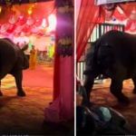 Viral Video: ਵਿਆਹ ਦੇ ਪੰਡਾਲ ਵਿੱਚ ਅਚਾਨਕ ਵੜ ਗਿਆ ਗੈਂਡਾ, ਵਾਇਰਲ ਹੋ ਰਹੀ ਵੀਡੀਓ Viral Video: ਵਿਆਹ ਦੇ ਪੰਡਾਲ ਵਿੱਚ ਅਚਾਨਕ ਵੜ ਗਿਆ ਗੈਂਡਾ, ਵਾਇਰਲ ਹੋ ਰਹੀ ਵੀਡੀਓ