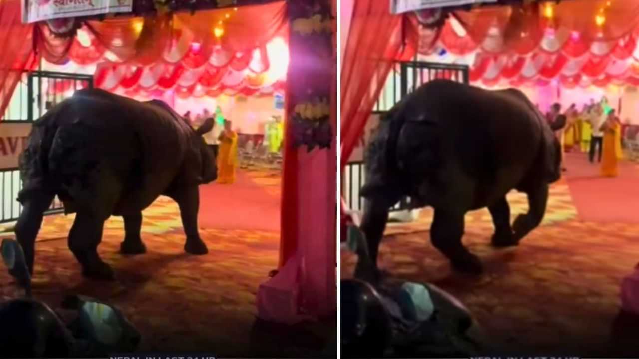Viral Video: ਵਿਆਹ ਦੇ ਪੰਡਾਲ ਵਿੱਚ ਅਚਾਨਕ ਵੜ ਗਿਆ ਗੈਂਡਾ, ਵਾਇਰਲ ਹੋ ਰਹੀ ਵੀਡੀਓ