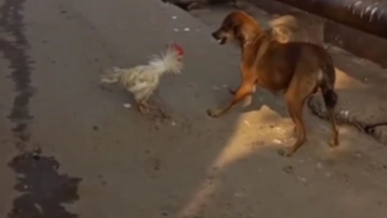 roaster and dog fight