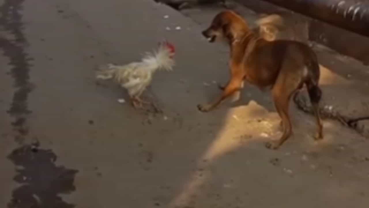 Viral: ਕੁੱਕੜ ਦੇ ਸਾਹਮਣੇ ਕੁੱਤੇ ਨੇ ਖੜ੍ਹੇ ਕੀਤੇ ਹੱਥ, ਇੰਝ ਛੁੜਾਈ ਜਾਨ, ਦੇਖੋ ਮਜ਼ੇਦਾਰ VIDEO