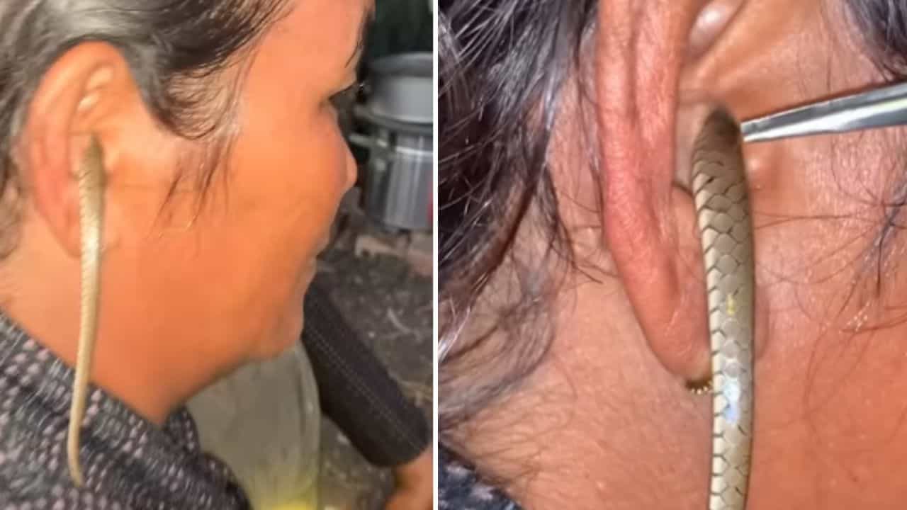 Viral Video: ਔਰਤ ਦੇ ਕੰਨ ਵਿੱਚ ਵੜ ਗਿਆ ਸੱਪ, ਵੀਡੀਓ ਦੇਖ ਕੇ ਲੋਕਾਂ ਦੇ ਉੱਡ ਗਏ ਹੋਸ਼!
