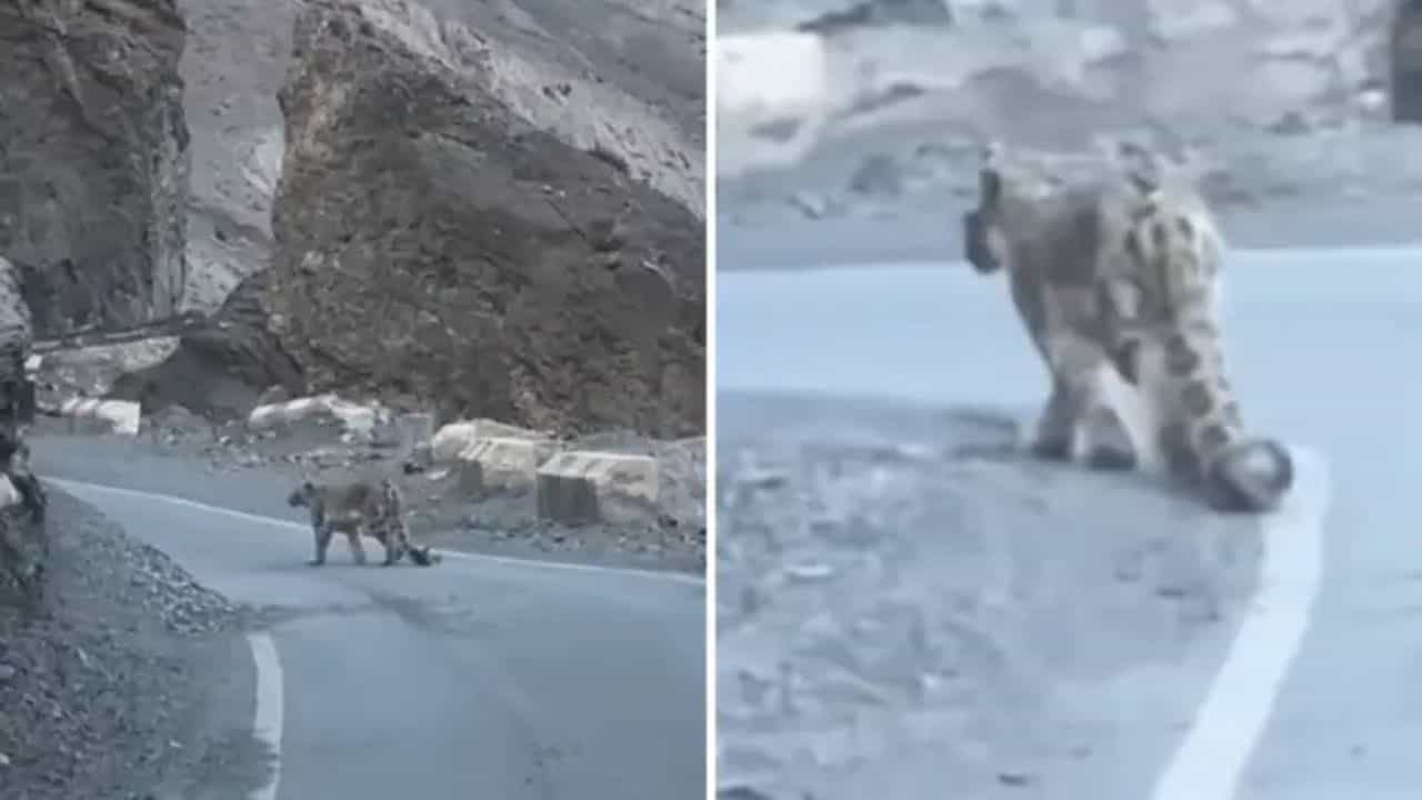 OMG: Spiti Valley ਵਿੱਚ ਸੈਲਾਨੀਆਂ ਨੂੰ ਦਿਸਿਆ ਪਹਾੜਾਂ ਦਾ ਭੂਤ, ਨਜ਼ਾਰਾ ਦੇਖ ਡਰ ਗਏ ਲੋਕ