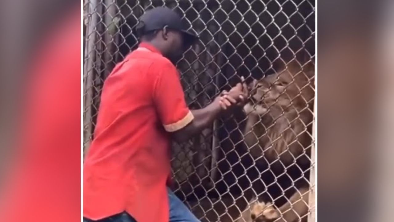 Viral Video: ਸ਼ਖਸ ਨੂੰ ਸ਼ੇਰ ਨਾਲ ਪੰਗੇ ਲੈਣੇ ਪਏ ਭਾਰੀ , ਇੰਝ ਕੀਤਾ ਹਮਲਾ ਕਿ ਦੇਖ ਕੇ ਹੈਰਾਨ ਰਹਿ ਗਏ ਲੋਕ Viral Video: ਸ਼ਖਸ ਨੂੰ ਸ਼ੇਰ ਨਾਲ ਪੰਗੇ ਲੈਣੇ ਪਏ ਭਾਰੀ , ਇੰਝ ਕੀਤਾ ਹਮਲਾ ਕਿ ਦੇਖ ਕੇ ਹੈਰਾਨ ਰਹਿ ਗਏ ਲੋਕ