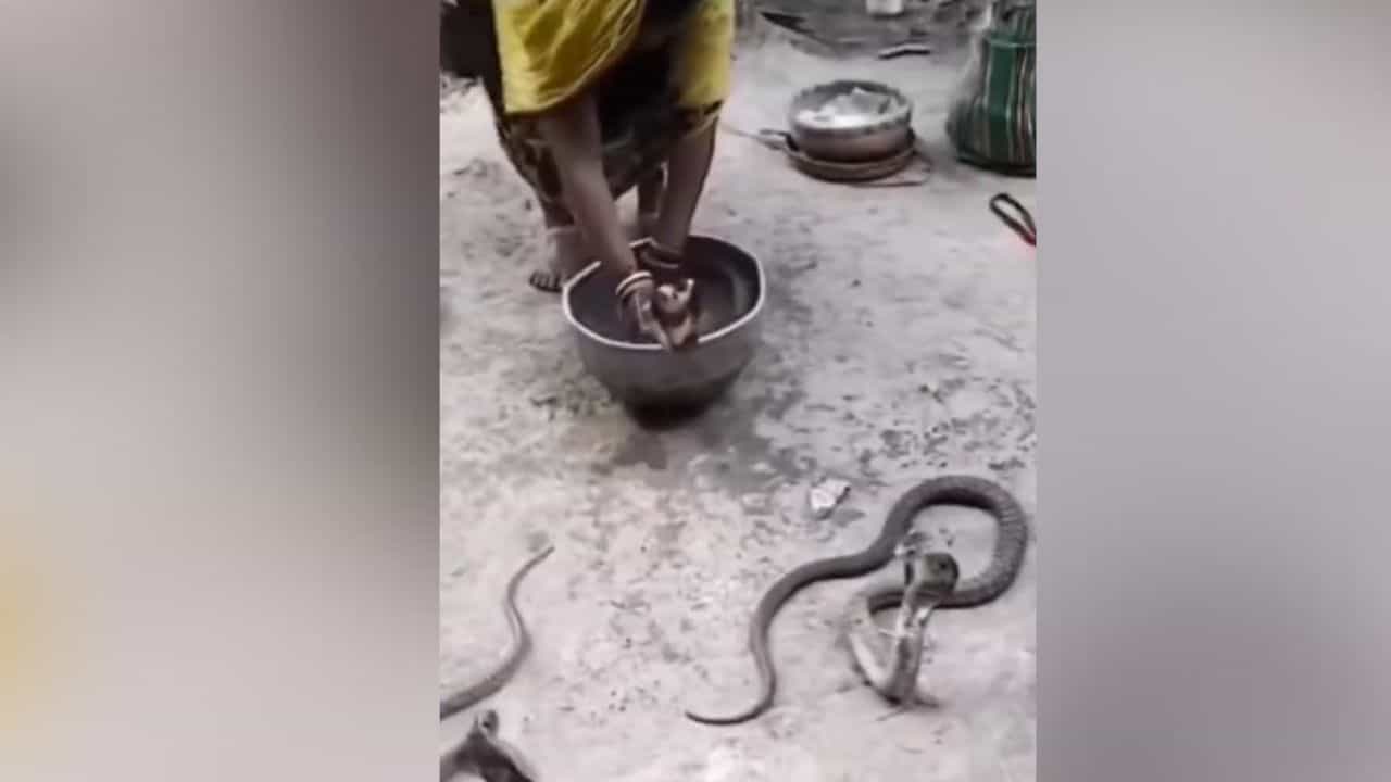 Shocking Video : ਚਾਰੇ ਪਾਸੇ ਸਿਰਫ਼ ਸੱਪ ਹੀ ਸੱਪ, ਆਂਟੀ ਨੇ ਆਪਣੇ ਹੱਥ ਨਾਲ ਫੜ ਵਾਰੀ-ਵਾਰੀ ਸਾਰਿਆਂ ਨੂੰ ਨਵਾਇਆ