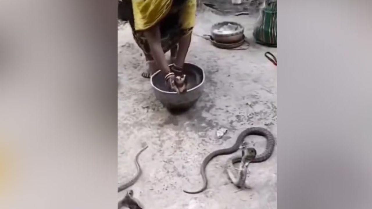 Shocking Video : ਚਾਰੇ ਪਾਸੇ ਸਿਰਫ਼ ਸੱਪ ਹੀ ਸੱਪ, ਆਂਟੀ ਨੇ ਆਪਣੇ ਹੱਥ ਨਾਲ ਫੜ ਵਾਰੀ-ਵਾਰੀ ਸਾਰਿਆਂ ਨੂੰ ਨਵਾਇਆ
