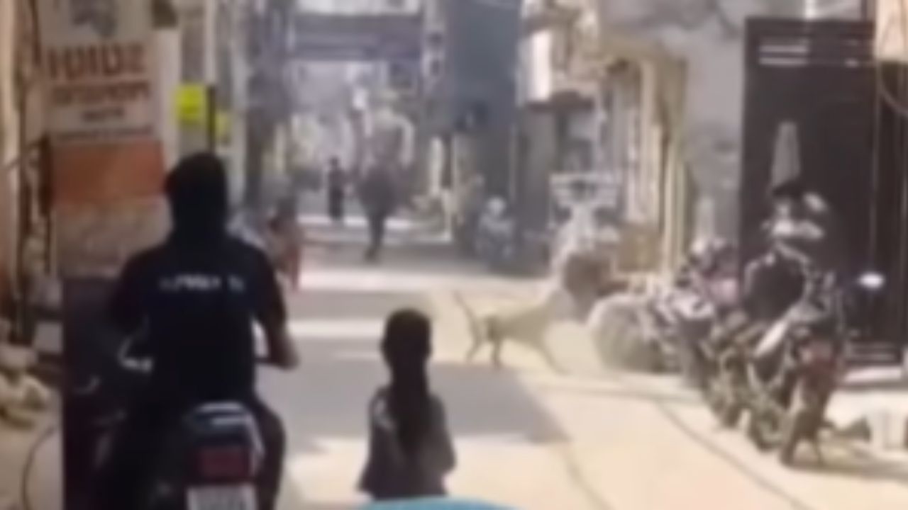 DOG