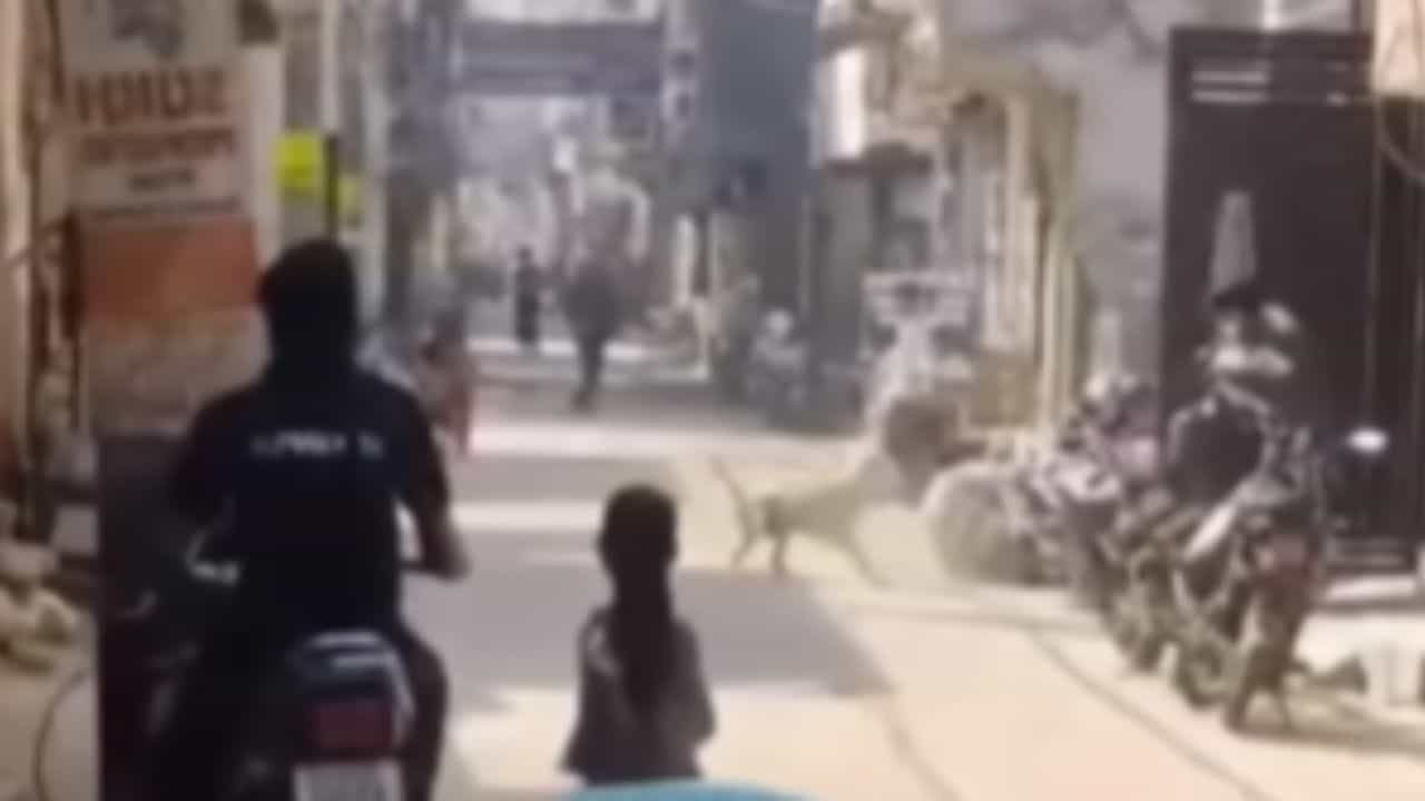 OMG: ਇੱਟ ਮਾਰ ਕੇ ਕੁੱਤੇ ਨਾਲ ਪੰਗੇ ਲੈਣ ਦੀ ਕੋਸ਼ਿਸ਼ ਕਰ ਰਿਹਾ ਸੀ ਸ਼ਖਸ, ਪਰ ਅੱਗੇ ਕੁੱਤਿਆਂ ਨੇ ਘੇਰ ਲਿਆ ਰਾਹ