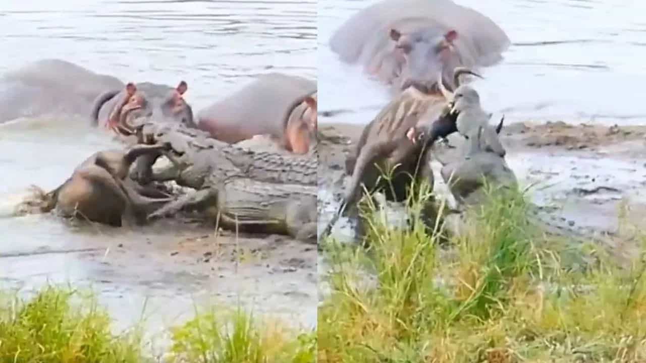 Viral Video: ਮਗਰਮੱਛ ਦੇ ਜਬਾੜੇ ਵਿੱਚ ਸੀ ਜੰਗਲੀ ਜਾਨਵਰ, ਅਚਾਨਕ ਆਏ ਹਿੱਪੋ ਨੇ ਸ਼ਿਕਾਰੀ ਦਾ ਤੋੜਿਆ ਹੰਕਾਰ Viral Video: ਮਗਰਮੱਛ ਦੇ ਜਬਾੜੇ ਵਿੱਚ ਸੀ ਜੰਗਲੀ ਜਾਨਵਰ, ਅਚਾਨਕ ਆਏ ਹਿੱਪੋ ਨੇ ਸ਼ਿਕਾਰੀ ਦਾ ਤੋੜਿਆ ਹੰਕਾਰ