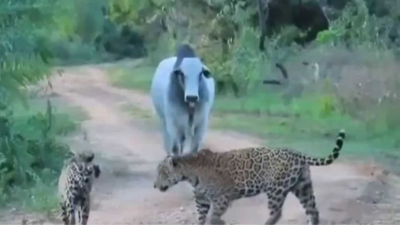 Viral Video: ਜੰਗਲੀ ਸਾਨ੍ਹ ਨੇ ਚੀਤਿਆਂ ਨੂੰ ਦਿੱਤਾ ਡਰ ਦਾ ਡੌਜ਼, ਵਿਚਕਾਰ ਸੜਕ ਦੇ ਰੋਮਾਂਸ ਨਹੀਂ ਕਰ ਸਕੇ ਸ਼ਿਕਾਰੀ Viral Video: ਜੰਗਲੀ ਸਾਨ੍ਹ ਨੇ ਚੀਤਿਆਂ ਨੂੰ ਦਿੱਤਾ ਡਰ ਦਾ ਡੌਜ਼, ਵਿਚਕਾਰ ਸੜਕ ਦੇ ਰੋਮਾਂਸ ਨਹੀਂ ਕਰ ਸਕੇ ਸ਼ਿਕਾਰੀ