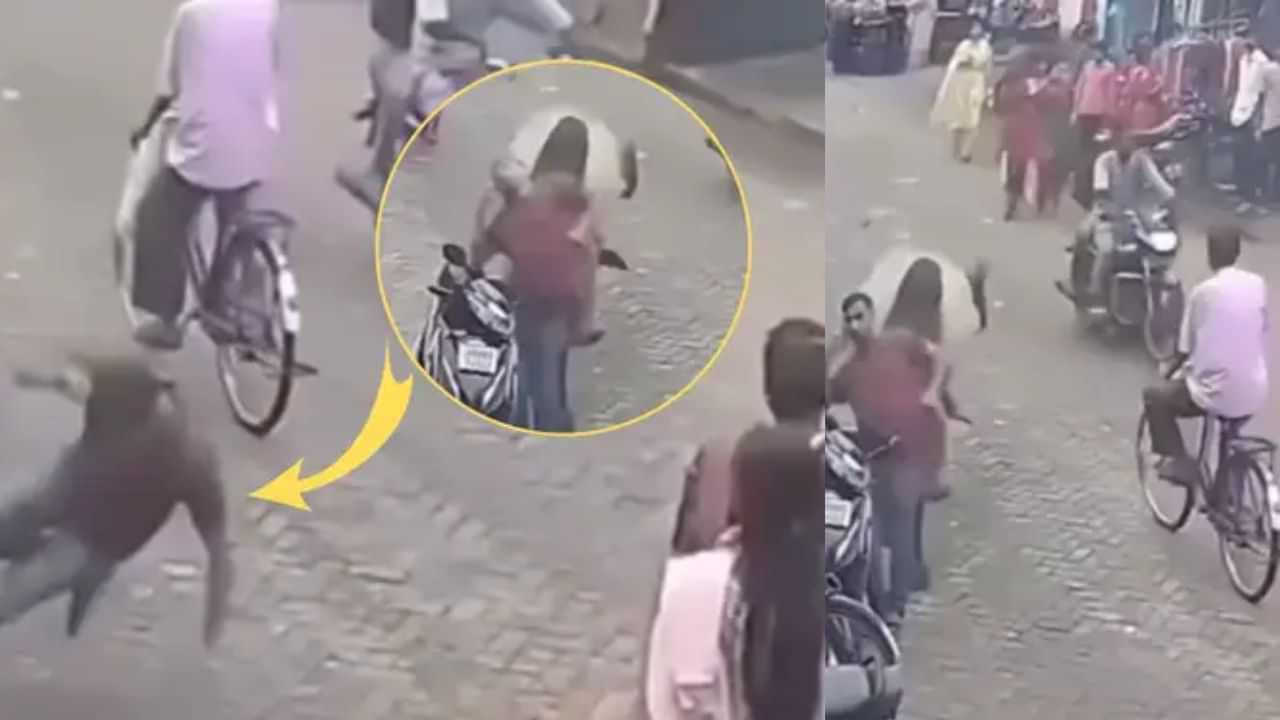 Viral Video: ਸਾਨ੍ਹ ਦੇ Surprize ਨਾਲ ਹਿੱਲ ਗਿਆ ਸ਼ਖਸ, ਬਜ਼ਾਰ ਚ ਦਿੱਤਾ ਅਜਿਹਾ ਝਟਕਾ, ਦਿਨ ਚ ਦਿਖ ਗਏ ਤਾਰੇ