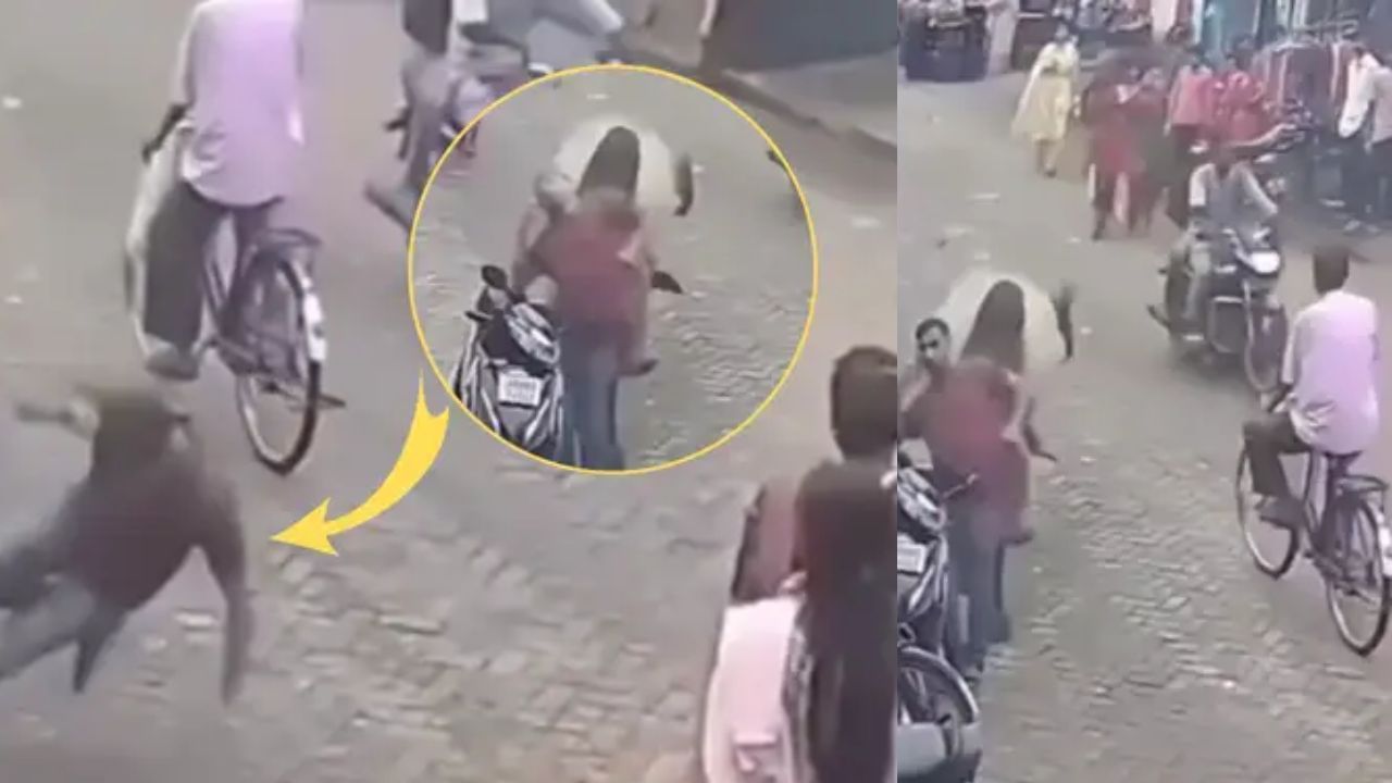 Viral Video: ਸਾਨ੍ਹ ਦੇ Surprize ਨਾਲ ਹਿੱਲ ਗਿਆ ਸ਼ਖਸ, ਬਜ਼ਾਰ ‘ਚ ਦਿੱਤਾ ਅਜਿਹਾ ਝਟਕਾ, ਦਿਨ ‘ਚ ਦਿਖ ਗਏ ਤਾਰੇ Viral Video: ਸਾਨ੍ਹ ਦੇ Surprize ਨਾਲ ਹਿੱਲ ਗਿਆ ਸ਼ਖਸ, ਬਜ਼ਾਰ ‘ਚ ਦਿੱਤਾ ਅਜਿਹਾ ਝਟਕਾ, ਦਿਨ ‘ਚ ਦਿਖ ਗਏ ਤਾਰੇ