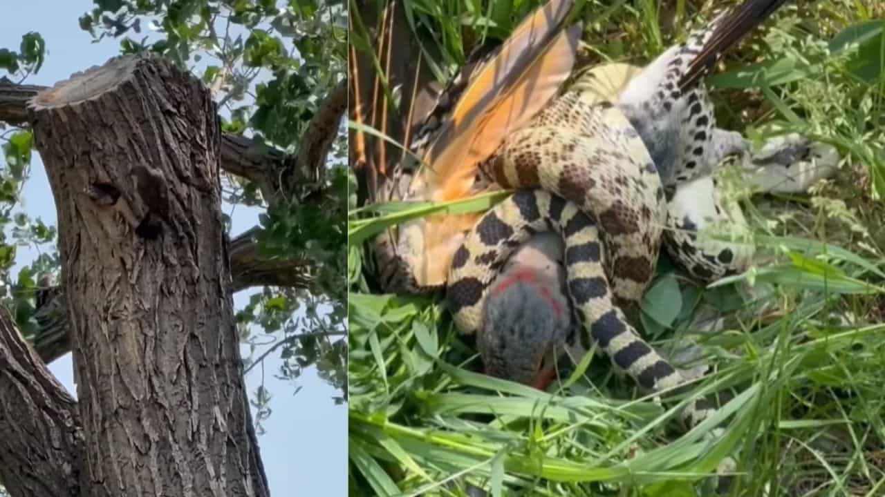 Viral Video: ਮੌਤ ਦਾ ਸ਼ਿਕਾਰ ਬਣ ਕੇ ਪੰਛੀ ਨੇ ਬਚਾਈ ਆਪਣੇ ਬੱਚਿਆਂ ਦੀ ਜਾਨ, ਅੱਗੇ ਜੋ ਹੋਇਆ ਦੇਖ ਦੰਗ ਰਹਿ ਗਏ ਲੋਕ