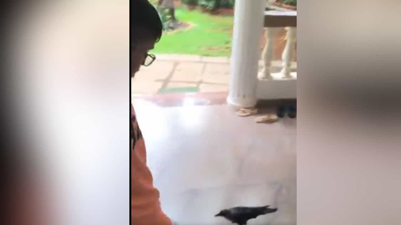 ਬੱਚੇ ਦੇ ਨਾਲ ਫੁੱਟਬਾਲ ਖੇਡਦਾ ਨਜ਼ਰ ਆਇਆ ਕਾਂ, VIDEO ਦੇਖ ਲੋਕਾਂ ਨੇ ਕਿਹਾ- ਪਿਛਲੇ ਜਨਮ ਚ ਖਿਡਾਰੀ ਰਿਹਾ ਹੋਵੇਗਾ ਬੱਚੇ ਦੇ ਨਾਲ ਫੁੱਟਬਾਲ ਖੇਡਦਾ ਨਜ਼ਰ ਆਇਆ ਕਾਂ, VIDEO ਦੇਖ ਲੋਕਾਂ ਨੇ ਕਿਹਾ- ਪਿਛਲੇ ਜਨਮ ਚ ਖਿਡਾਰੀ ਰਿਹਾ ਹੋਵੇਗਾ