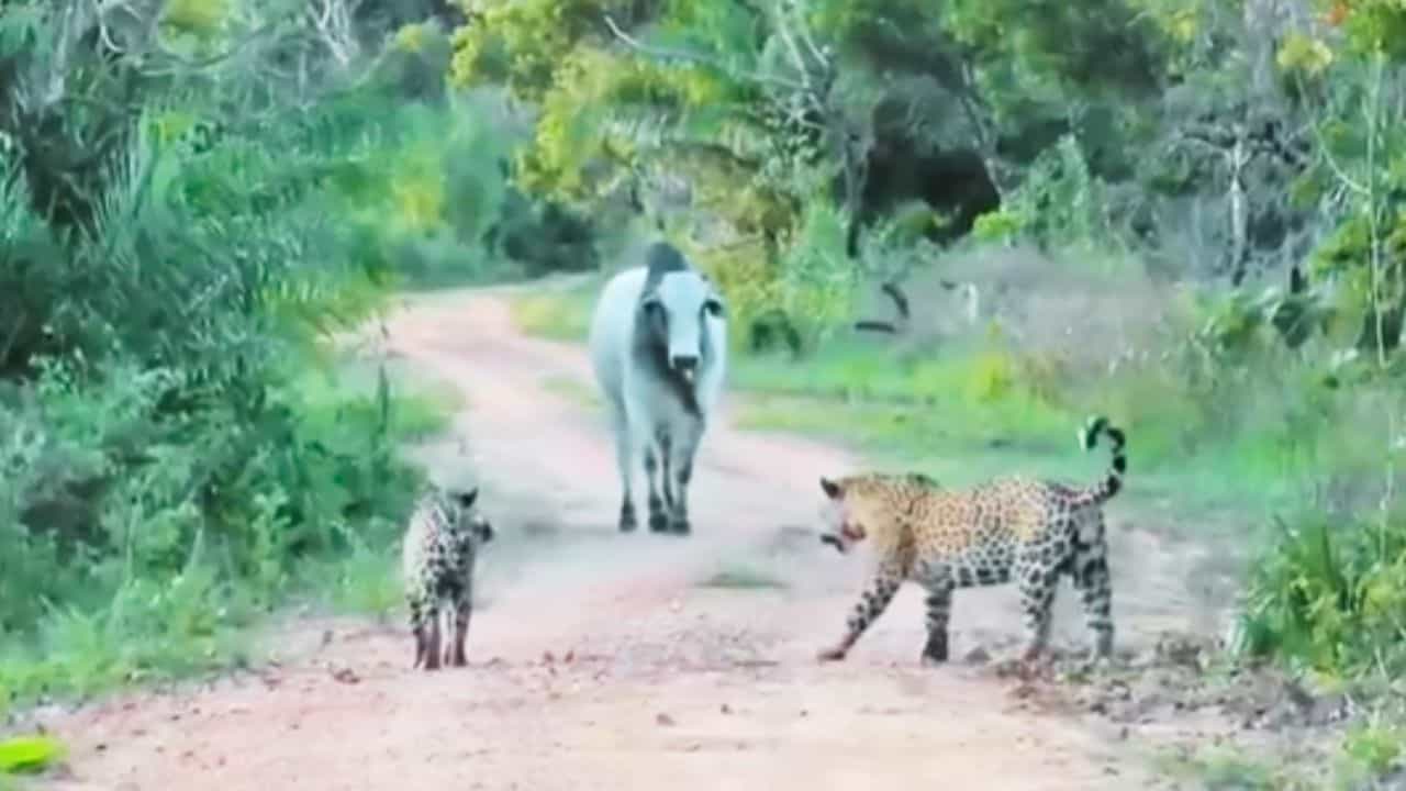 Viral: ਸਾਨ੍ਹ ਅੱਗੇ 2 ਘਾਤਕ ਜੈਗੁਆਰਾਂ ਨੇ ਟੇਕੇ ਗੋਡੇ, Video ਦੇਖ ਕੇ ਹੋ ਜਾਵੋਗੇ ਹੈਰਾਨ! Viral: ਸਾਨ੍ਹ ਅੱਗੇ 2 ਘਾਤਕ ਜੈਗੁਆਰਾਂ ਨੇ ਟੇਕੇ ਗੋਡੇ, Video ਦੇਖ ਕੇ ਹੋ ਜਾਵੋਗੇ ਹੈਰਾਨ!