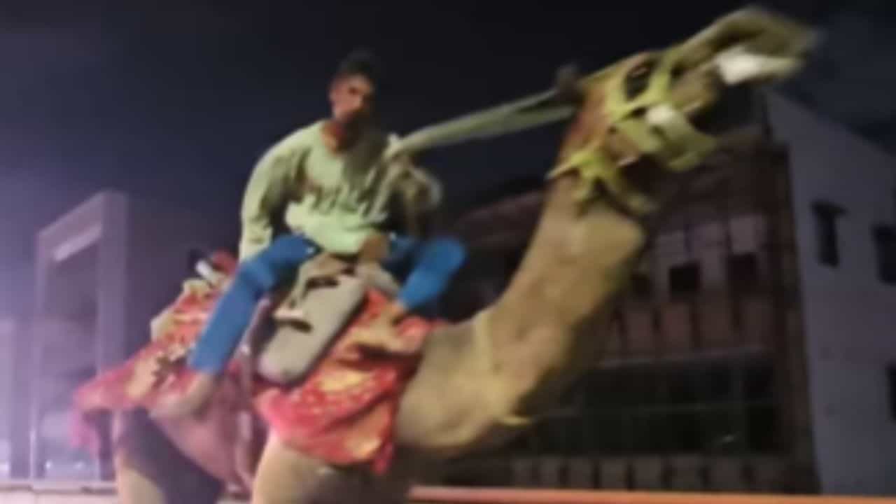 ਸ਼ਰਾਬੀ ਸ਼ਖਸ ਨੇ ਐਕਸਪ੍ਰੈਸਵੇਅ ਤੇ ਦੌੜਾਇਆ ਉੱਠ, ਵਾਹਨਾਂ ਵਿਚਾਲੇ ਬੇਕਾਬੂ ਹੋ ਕੇ ਭੱਜਦਾ ਰਿਹਾ ਜਾਨਵਰ, ਫੈਲ ਗਈ ਦਹਿਸ਼ਤ