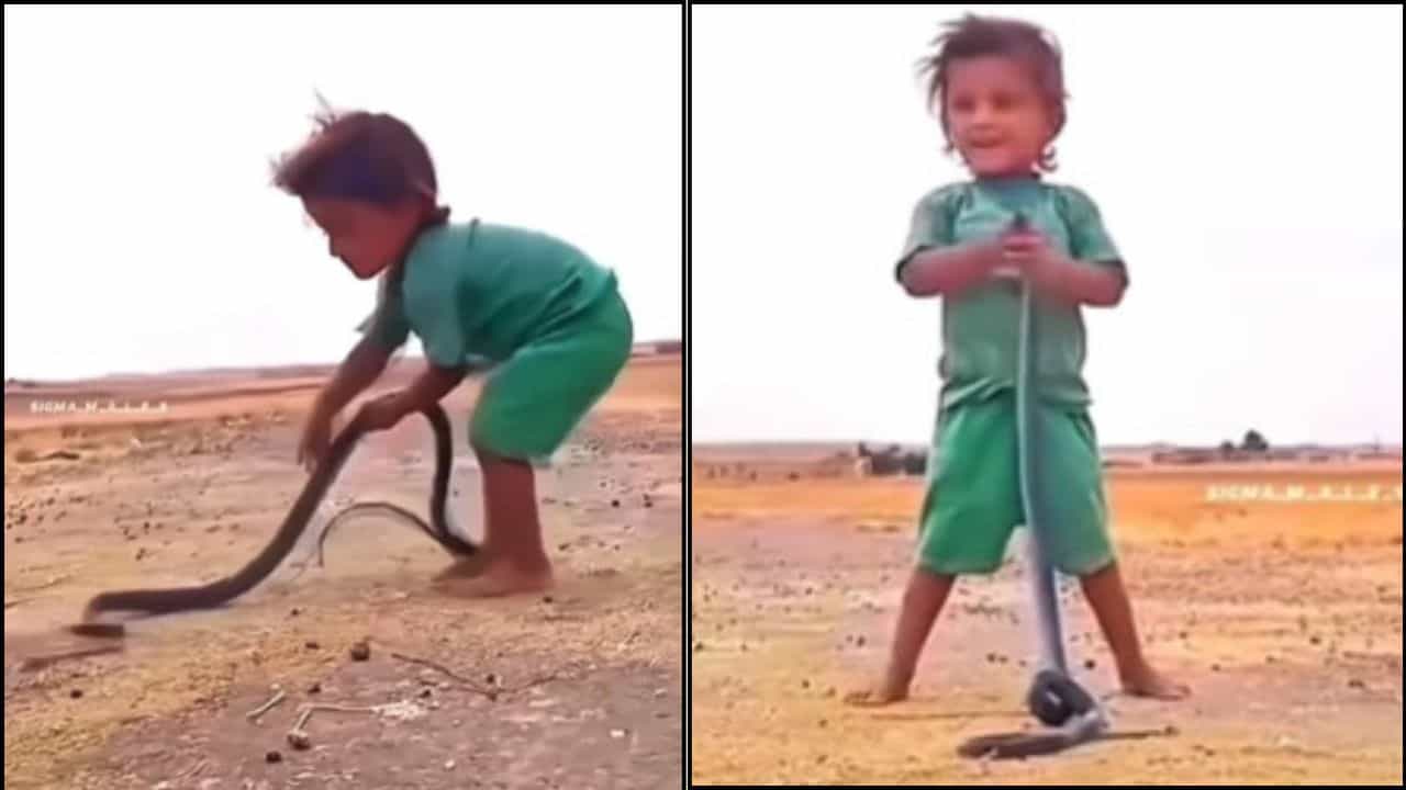 Viral Video : ਖ਼ਤਰਿਆਂ ਨਾਲ ਖੇਡਣ ਲਈ ਹਿੰਮਤ ਲੈਕੇ ਪੈਦਾ ਹੋਇਆ ਇਹ ਬੱਚਾ, ਦੇਖੋ ਵੀਡੀਓ Viral Video : ਖ਼ਤਰਿਆਂ ਨਾਲ ਖੇਡਣ ਲਈ ਹਿੰਮਤ ਲੈਕੇ ਪੈਦਾ ਹੋਇਆ ਇਹ ਬੱਚਾ, ਦੇਖੋ ਵੀਡੀਓ