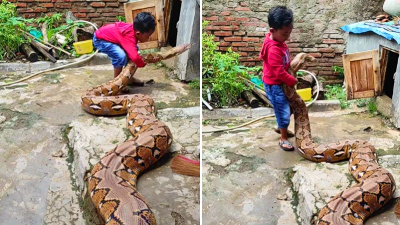 OMG: 15 ਫੁੱਟ ਲੰਬੇ ਅਜਗਰ ਨਾਲ ਖੇਡਦਾ ਨਜ਼ਰ ਆਇਆ ਮਾਸੂਮ, ਵੀਡੀਓ ਨੇ ਸਭ ਨੂੰ ਕਰ ਦਿੱਤਾ ਹੈਰਾਨ