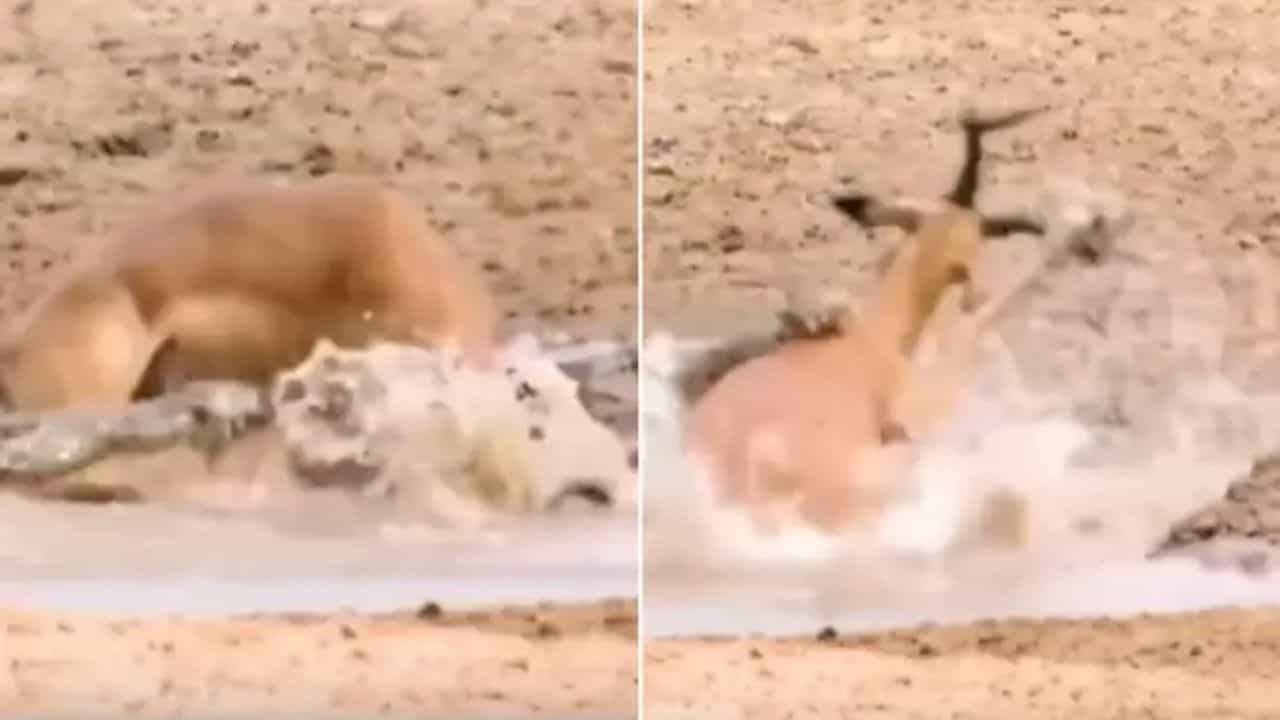 Viral Video: ਚੁਸਤੀ ਨਾਲ ਮੌਤ ਨੂੰ ਮਾਤ ਦੇਣ ਦੀ ਕੋਸ਼ਿਸ਼ ਕਰ ਰਿਹਾ ਸੀ ਹਿਰਨ, ਪਰ ਸ਼ਿਕਾਰੀ ਨੇ ਦਿਖਾਈ ਤਾਕਤ ਤਾਂ ਹੋ ਗਿਆ Game Over Viral Video: ਚੁਸਤੀ ਨਾਲ ਮੌਤ ਨੂੰ ਮਾਤ ਦੇਣ ਦੀ ਕੋਸ਼ਿਸ਼ ਕਰ ਰਿਹਾ ਸੀ ਹਿਰਨ, ਪਰ ਸ਼ਿਕਾਰੀ ਨੇ ਦਿਖਾਈ ਤਾਕਤ ਤਾਂ ਹੋ ਗਿਆ Game Over