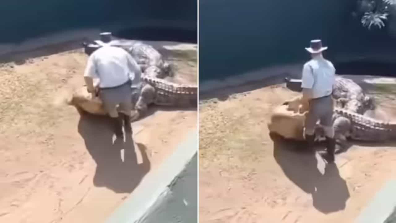 ਮਗਰਮੱਛ ਦੀ ਪਿੱਠ ਤੇ ਬੈਠ ਕੇ ਸਵਾਰੀ ਕਰ ਰਿਹਾ ਸੀ ਸ਼ਖਸ, ਸ਼ਿਕਾਰੀ ਨੇ ਦਿਖਾਇਆ ਅਸਲੀ ਰੰਗ ਮਗਰਮੱਛ ਦੀ ਪਿੱਠ ਤੇ ਬੈਠ ਕੇ ਸਵਾਰੀ ਕਰ ਰਿਹਾ ਸੀ ਸ਼ਖਸ, ਸ਼ਿਕਾਰੀ ਨੇ ਦਿਖਾਇਆ ਅਸਲੀ ਰੰਗ