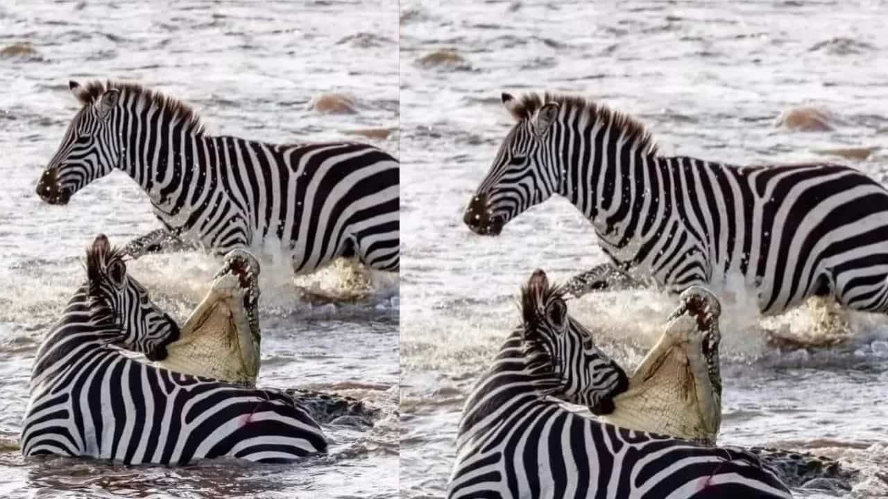 Viral Video: ਮਗਰਮੱਛਾਂ ਨਾਲ ਫਸਿਆ ਜ਼ੈਬਰਾ ਇੰਜ ਜਿੱਤਿਆ ਜ਼ਿੰਦਗੀ ਦੀ ਜੰਗ, ਆਖਰੀ ਸਾਹ ਤੱਕ ਨਹੀਂ ਹਾਰਿਆ ਹਿੰਮਤ Viral Video: ਮਗਰਮੱਛਾਂ ਨਾਲ ਫਸਿਆ ਜ਼ੈਬਰਾ ਇੰਜ ਜਿੱਤਿਆ ਜ਼ਿੰਦਗੀ ਦੀ ਜੰਗ, ਆਖਰੀ ਸਾਹ ਤੱਕ ਨਹੀਂ ਹਾਰਿਆ ਹਿੰਮਤ