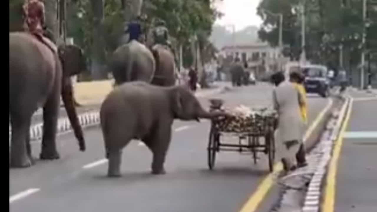 Baby Elephant Viral Video: ਠੇਲੇ ਤੋਂ ਫਲ ਲੈ ਕੇ ਭੱਜਦਾ ਦਿਖਿਆ ਛੋਟਾ ਹਾਥੀ, ਝੂੰਡ ਵਿੱਚ ਕਰ ਰਿਹਾ ਸੀ ਸੈਰ...ਕਿਊਟ ਹਰਕਤ ਦੇ ਫੈਨ ਹੋਏ ਲੋਕ Baby Elephant Viral Video: ਠੇਲੇ ਤੋਂ ਫਲ ਲੈ ਕੇ ਭੱਜਦਾ ਦਿਖਿਆ ਛੋਟਾ ਹਾਥੀ, ਝੂੰਡ ਵਿੱਚ ਕਰ ਰਿਹਾ ਸੀ ਸੈਰ...ਕਿਊਟ ਹਰਕਤ ਦੇ ਫੈਨ ਹੋਏ ਲੋਕ