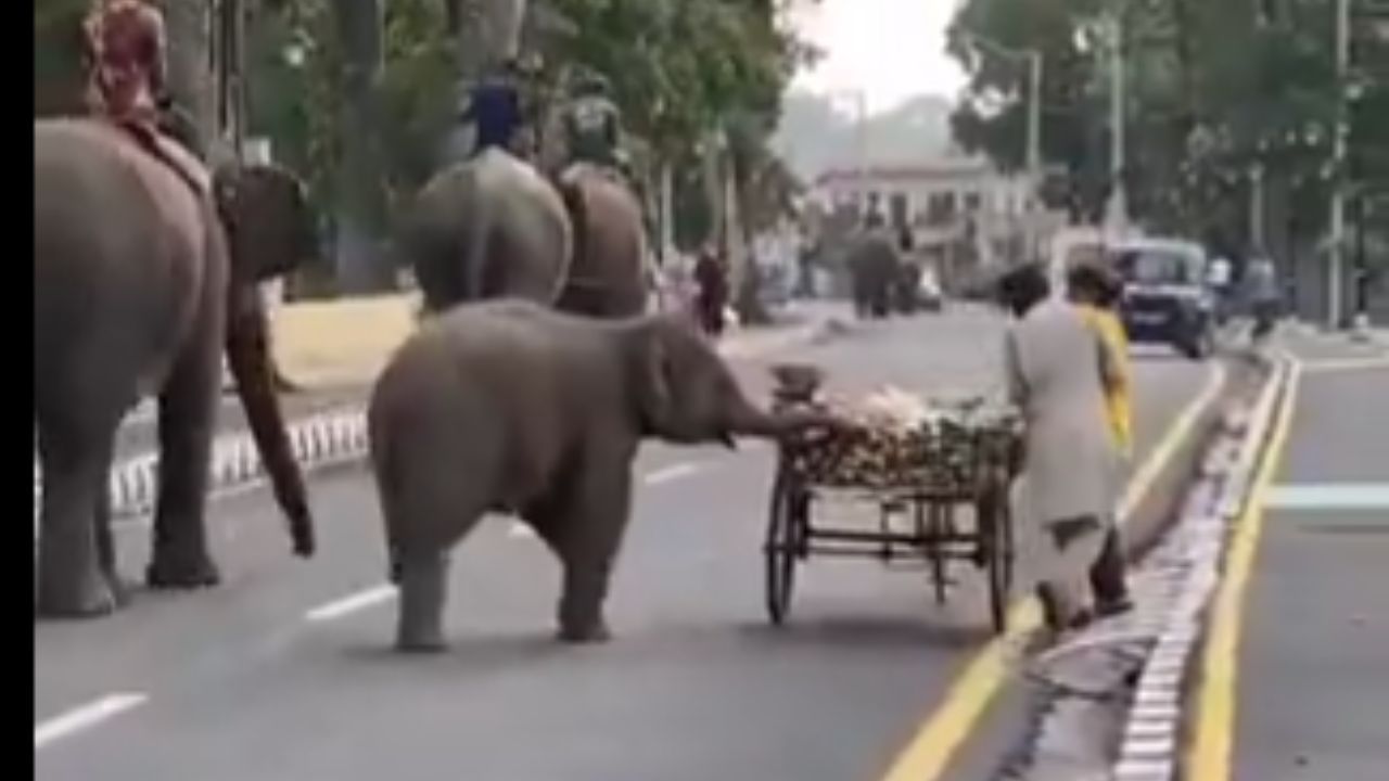 Baby Elephant Viral Video: ਠੇਲੇ ਤੋਂ ਫਲ ਲੈ ਕੇ ਭੱਜਦਾ ਦਿਖਿਆ ਛੋਟਾ ਹਾਥੀ, ਝੂੰਡ ਵਿੱਚ ਕਰ ਰਿਹਾ ਸੀ ਸੈਰ…ਕਿਊਟ ਹਰਕਤ ਦੇ ਫੈਨ ਹੋਏ ਲੋਕ Baby Elephant Viral Video: ਠੇਲੇ ਤੋਂ ਫਲ ਲੈ ਕੇ ਭੱਜਦਾ ਦਿਖਿਆ ਛੋਟਾ ਹਾਥੀ, ਝੂੰਡ ਵਿੱਚ ਕਰ ਰਿਹਾ ਸੀ ਸੈਰ…ਕਿਊਟ ਹਰਕਤ ਦੇ ਫੈਨ ਹੋਏ ਲੋਕ
