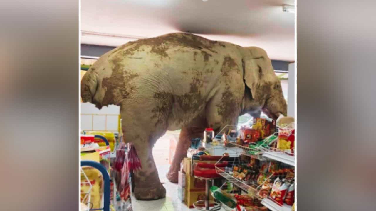 Viral: ਕਰਿਆਨੇ ਦੀ ਦੁਕਾਨ ਵਿੱਚ ਵੜ ਗਿਆ ਹਾਥੀ, ਫੇਰ ਜੋ ਹੋਇਆ VIDEO ਦੇਖ ਕੇ ਹੈਰਾਨ ਰਹਿ ਗਈ ਜਨਤਾ