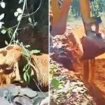 Viral Video: ਟੋਏ ਵਿੱਚ ਫਸੇ ਹਾਥੀ ਨੂੰ JCB ਨਾਲ ਕੀਤਾ ਗਿਆ Rescue, ਬਾਹਰ ਆਉਂਦੇ ਹੀ ਗਜਰਾਜ ਨੇ ਕੀਤਾ ਧੰਨਵਾਦ Viral Video: ਟੋਏ ਵਿੱਚ ਫਸੇ ਹਾਥੀ ਨੂੰ JCB ਨਾਲ ਕੀਤਾ ਗਿਆ Rescue, ਬਾਹਰ ਆਉਂਦੇ ਹੀ ਗਜਰਾਜ ਨੇ ਕੀਤਾ ਧੰਨਵਾਦ