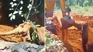 ਟੋਏ 'ਚ ਫਸੇ ਹਾਥੀ ਨੂੰ JCB ਨਾਲ ਕੀਤਾ Rescue, ਗਜਰਾਜ ਨੇ ਕੀਤਾ ਧੰਨਵਾਦ