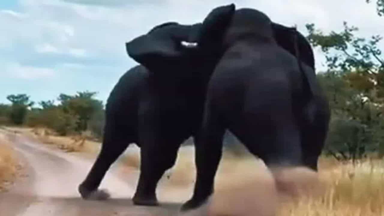 Viral Video: ਦੋ ਵੱਡੇ ਹਾਥੀਆਂ ਵਿਚਕਾਰ ਭਿਆਨਕ ਲੜਾਈ, ਖੂਨੀ ਟਕਰਾਅ ਦਾ ਵੀਡੀਓ ਵਾਇਰਲ